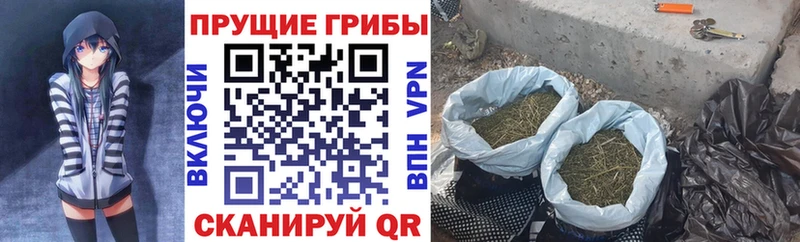 Купить где  Пересвет  Псилоцибиновые грибы GOLDEN TEACHER 